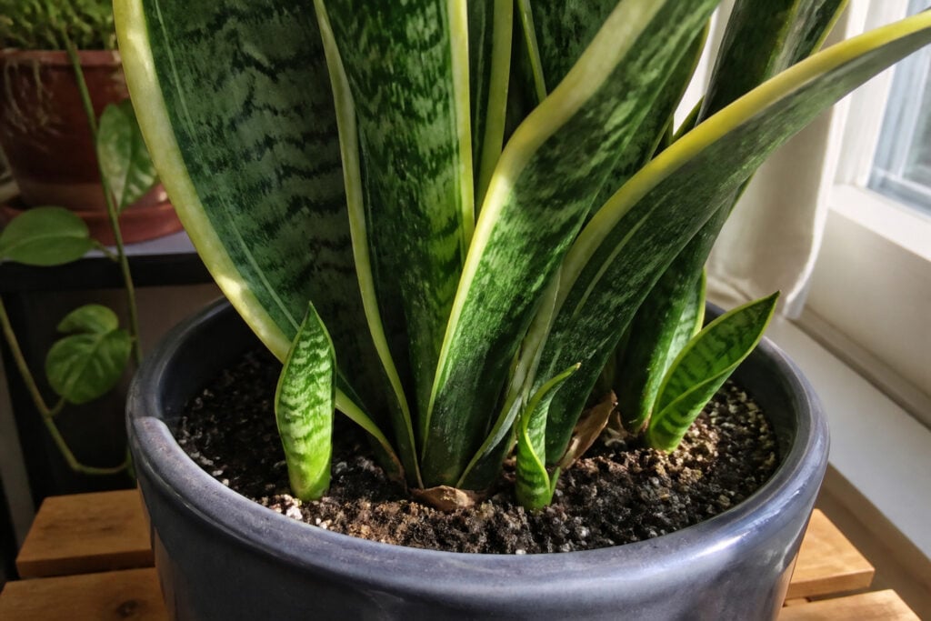 Snake plant pups