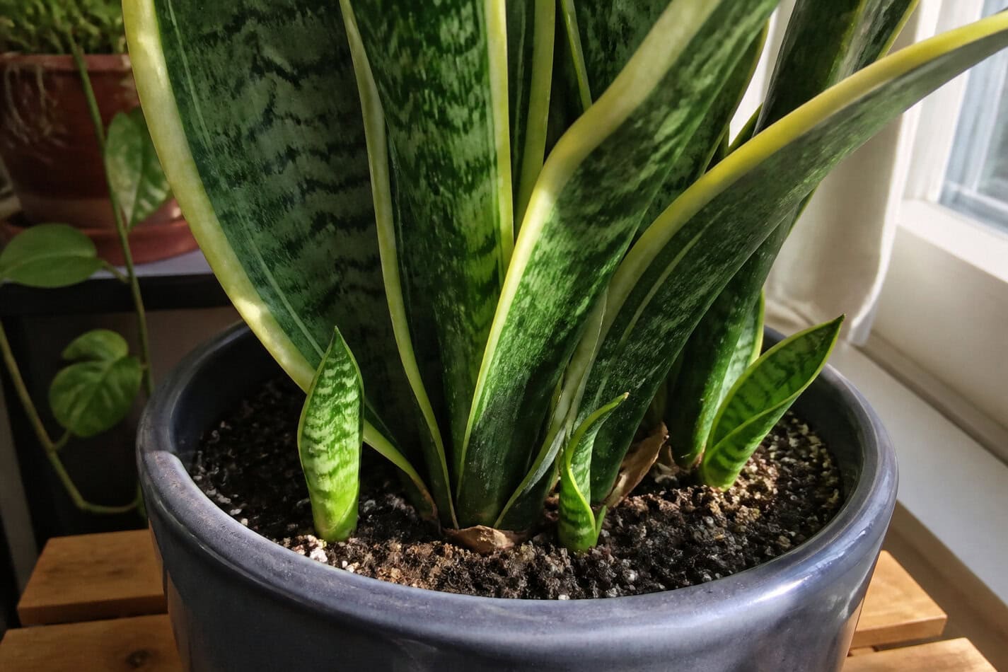 Snake plant pups