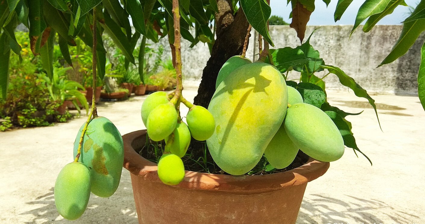 Mango Tree potted