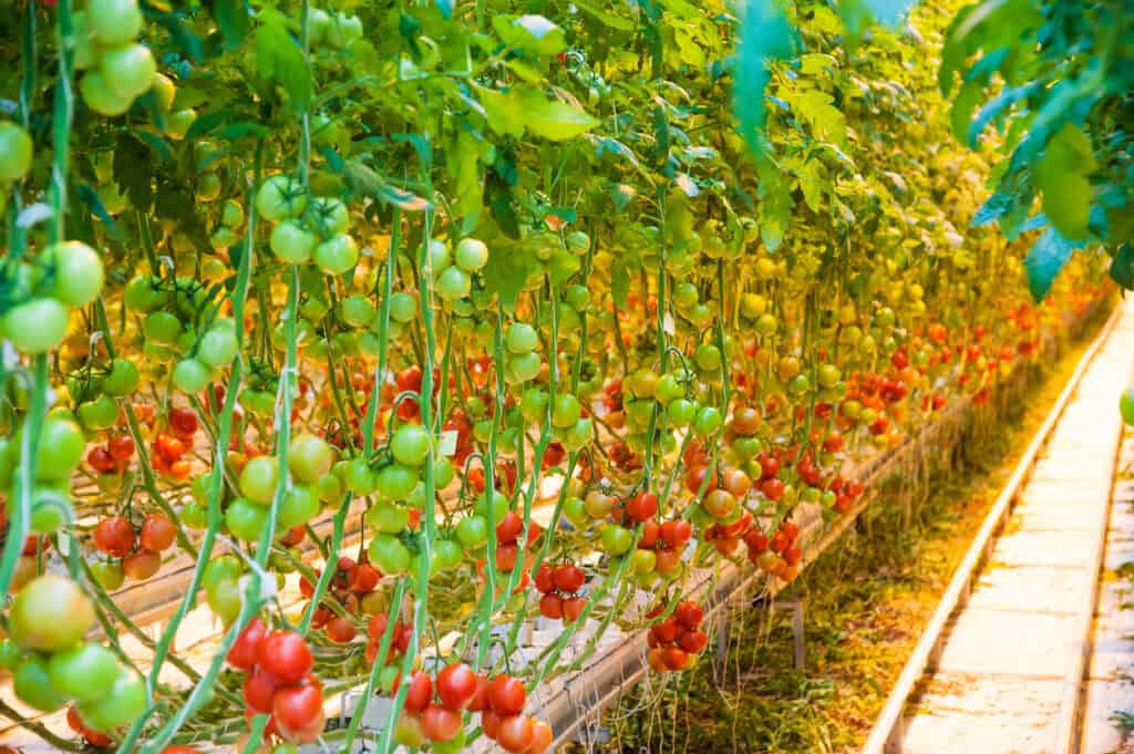 12 Super Tips For Growing Tons Of Tomatoes - Easy Growing Tips!
