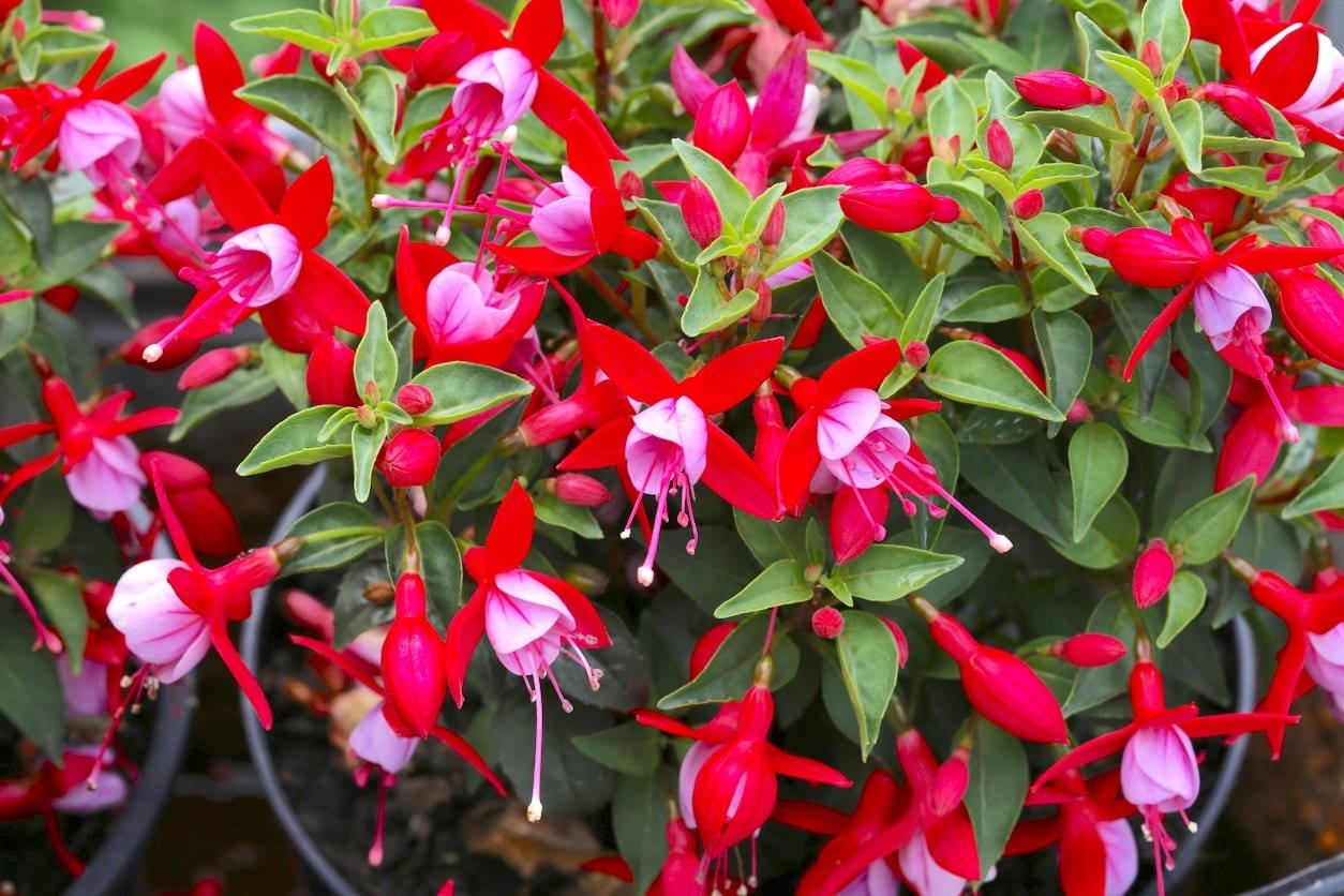 Hardy Fuchsia (Fuchsia magellanica)