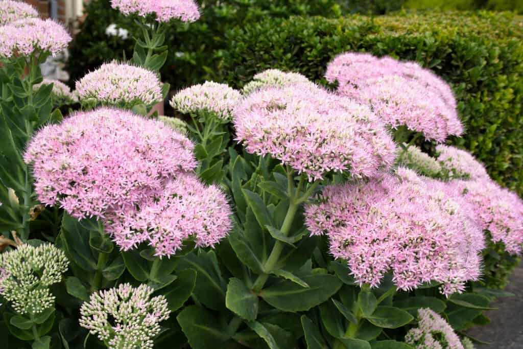Spring Flower Maintenance Guide: What To Cut Back & What To Leave Alone