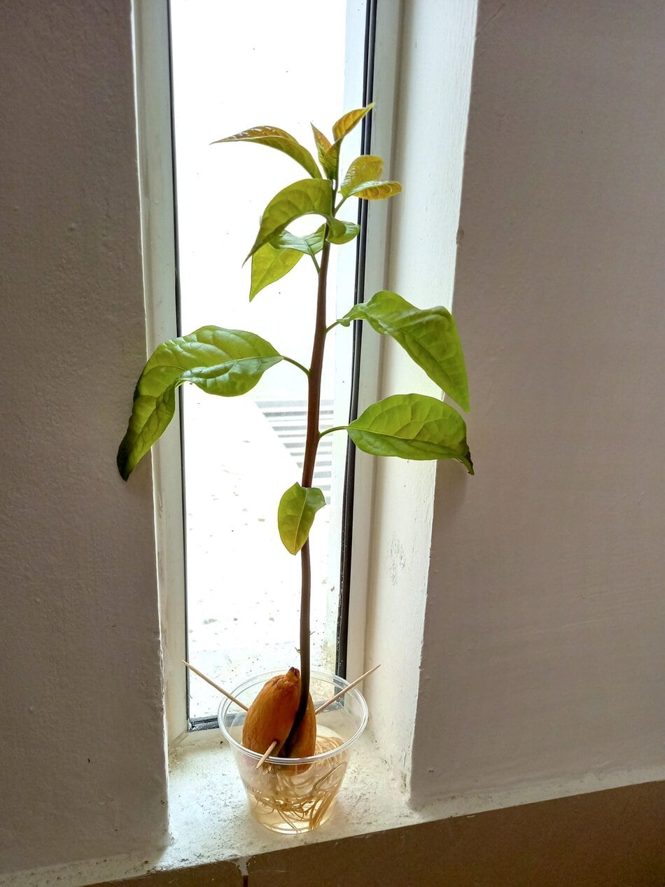 Sprouted avocado seed