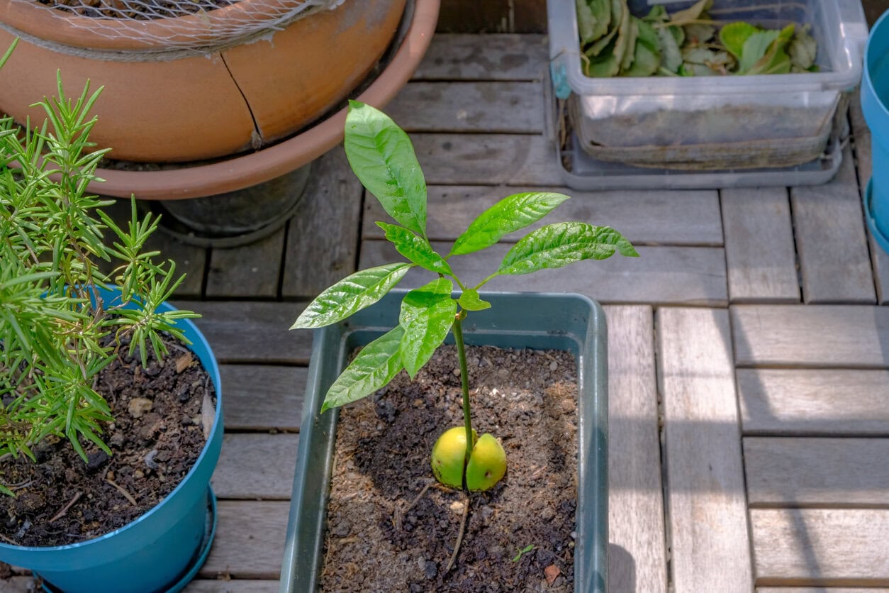 Avocado Tree