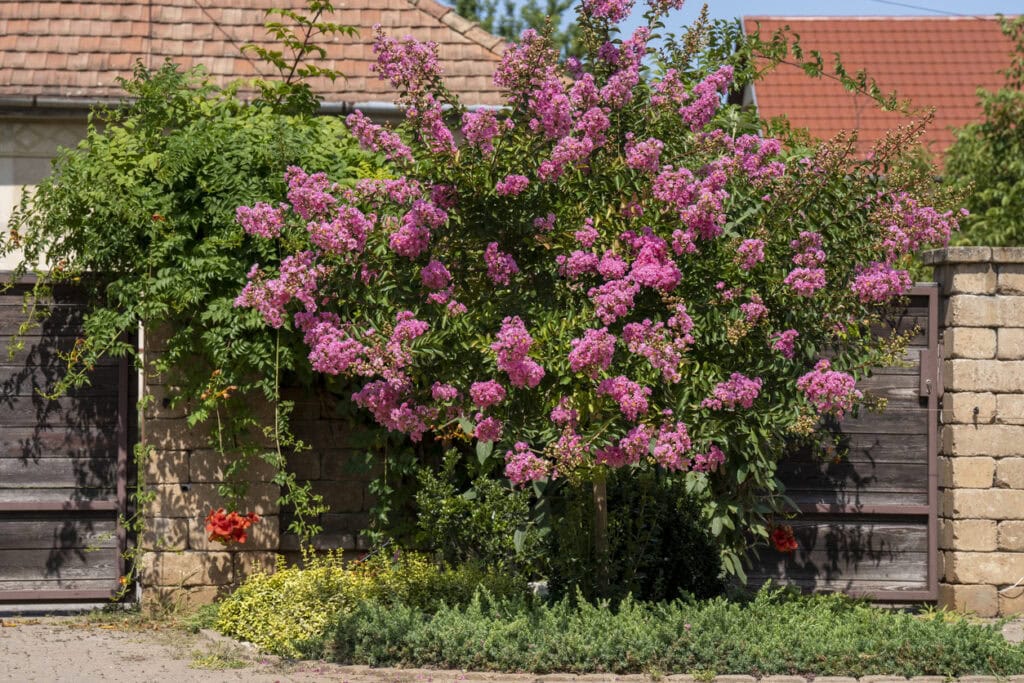 14 Plants to Prune in March for Gorgeous Growth