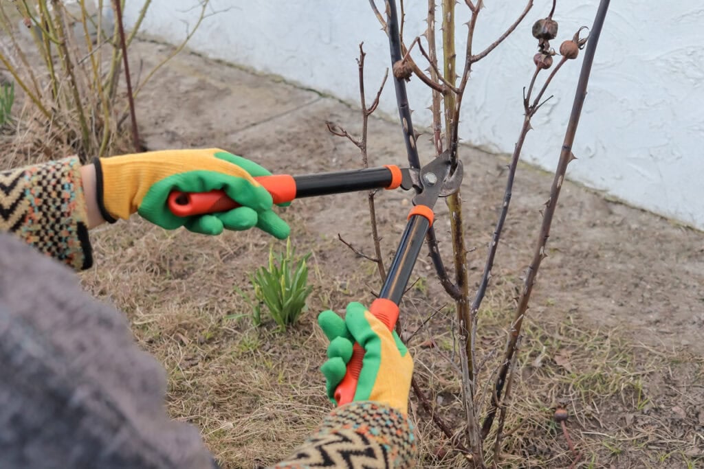 14 Plants to Prune in March for Gorgeous Growth