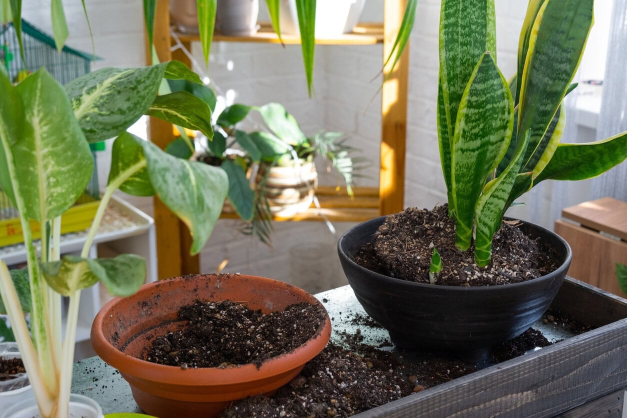 Repot Snake plant