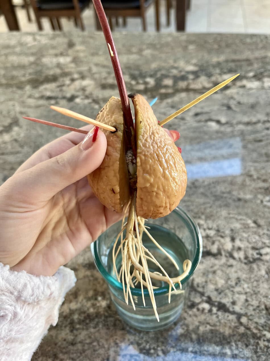 avocado seed germinating