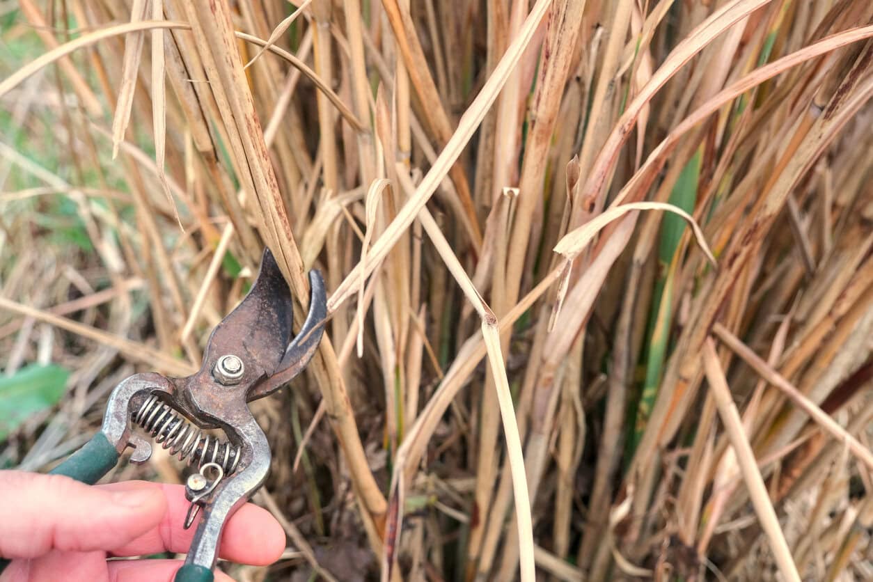 Pruning ornamental grass dried Miscanthus stalk