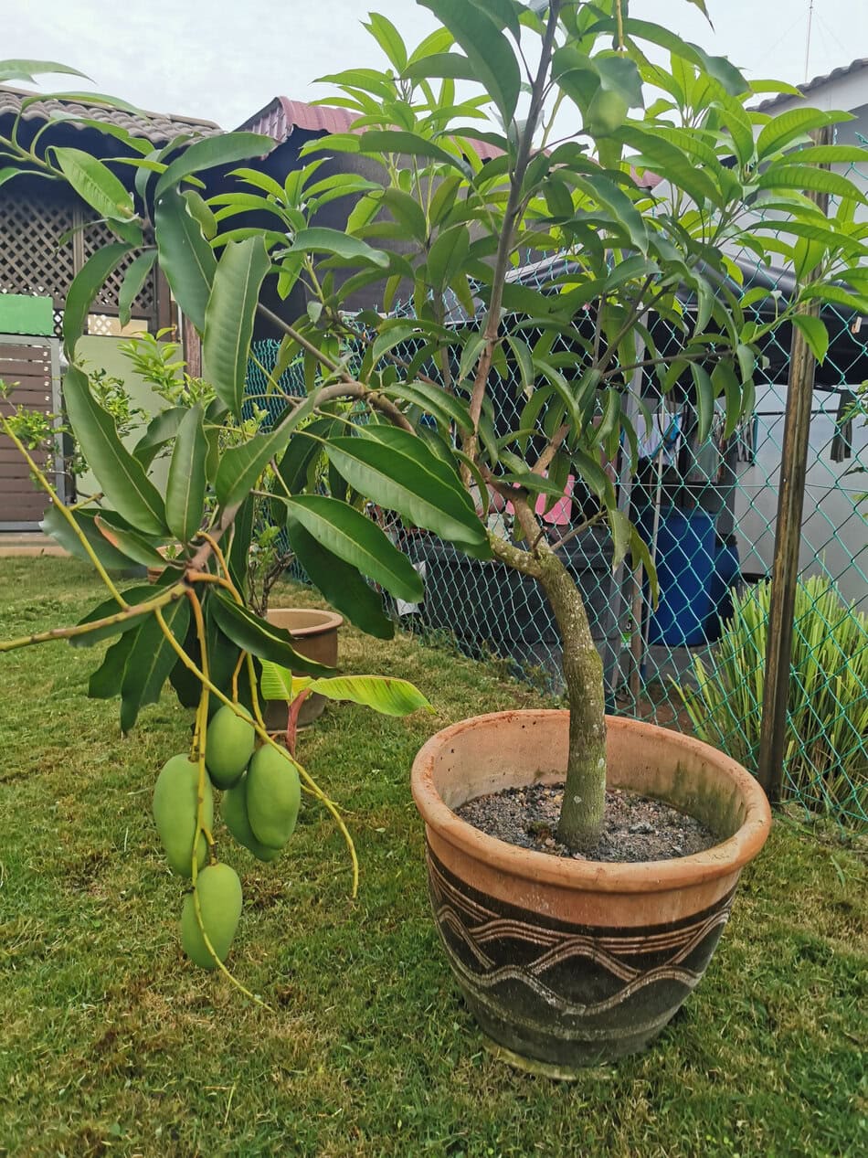 Potted Mango Tree