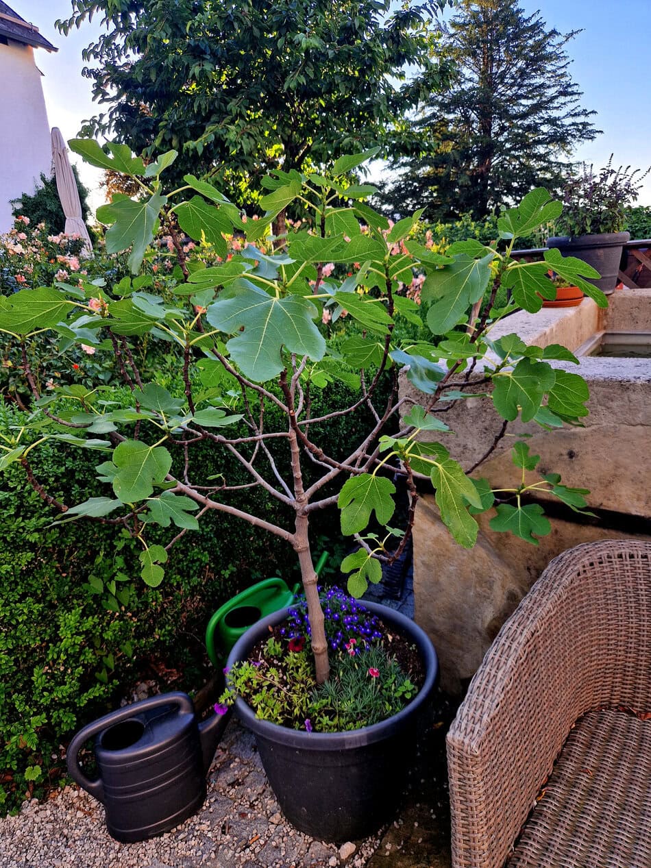 Fig Tree