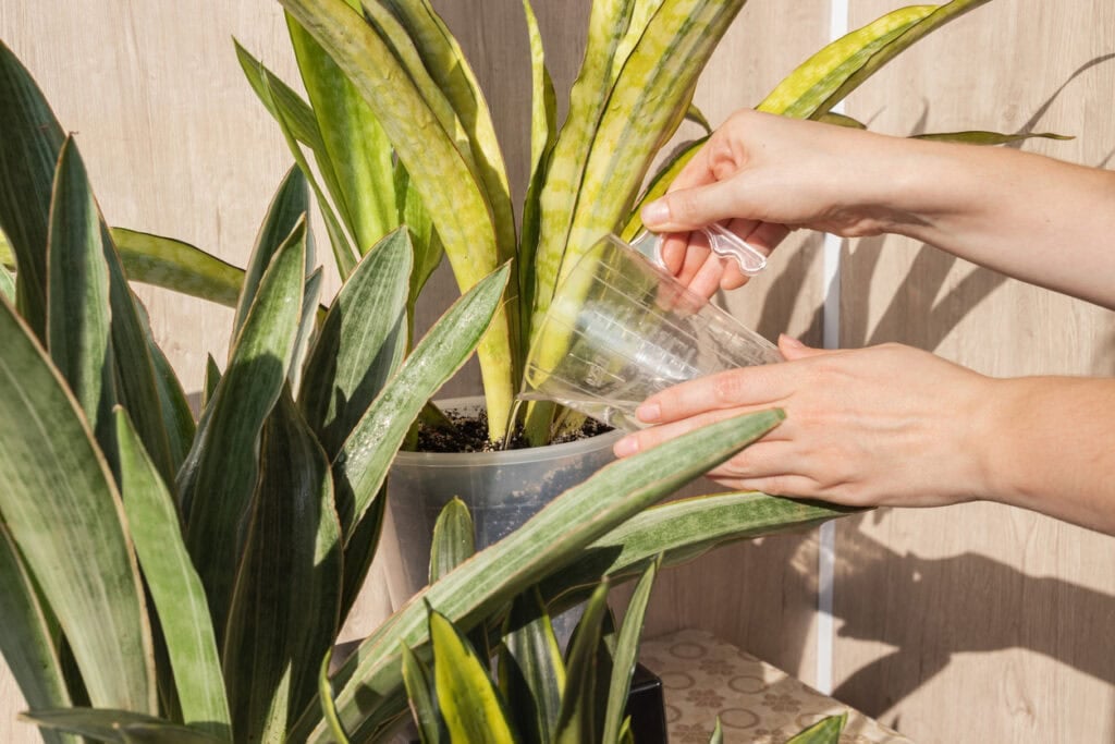 Watering snake plant