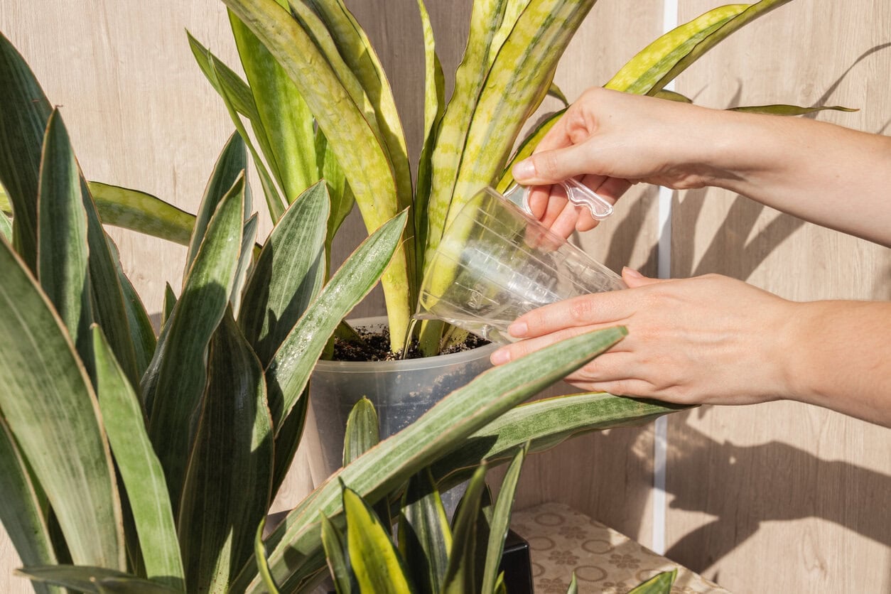 Watering snake plant