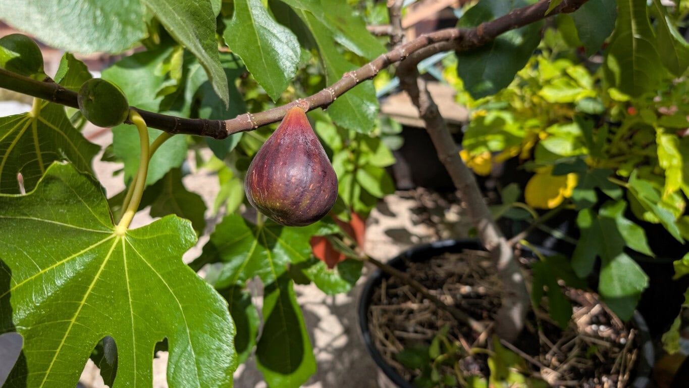 Fig Tree
