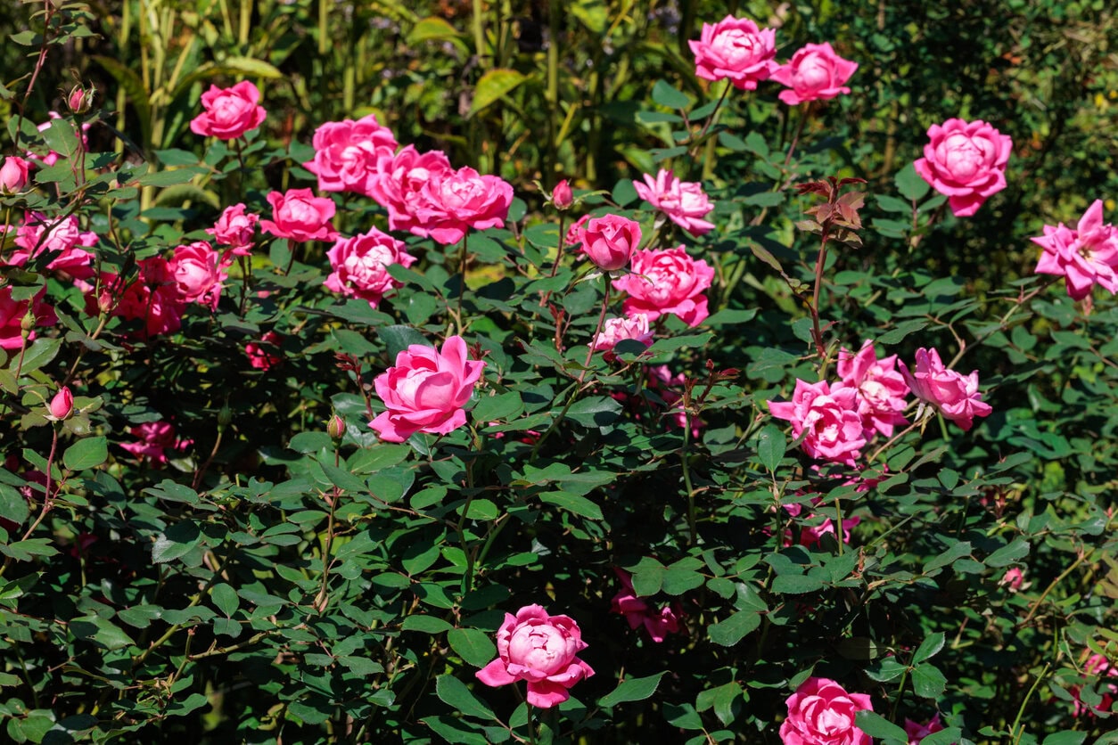 Knock Out Roses