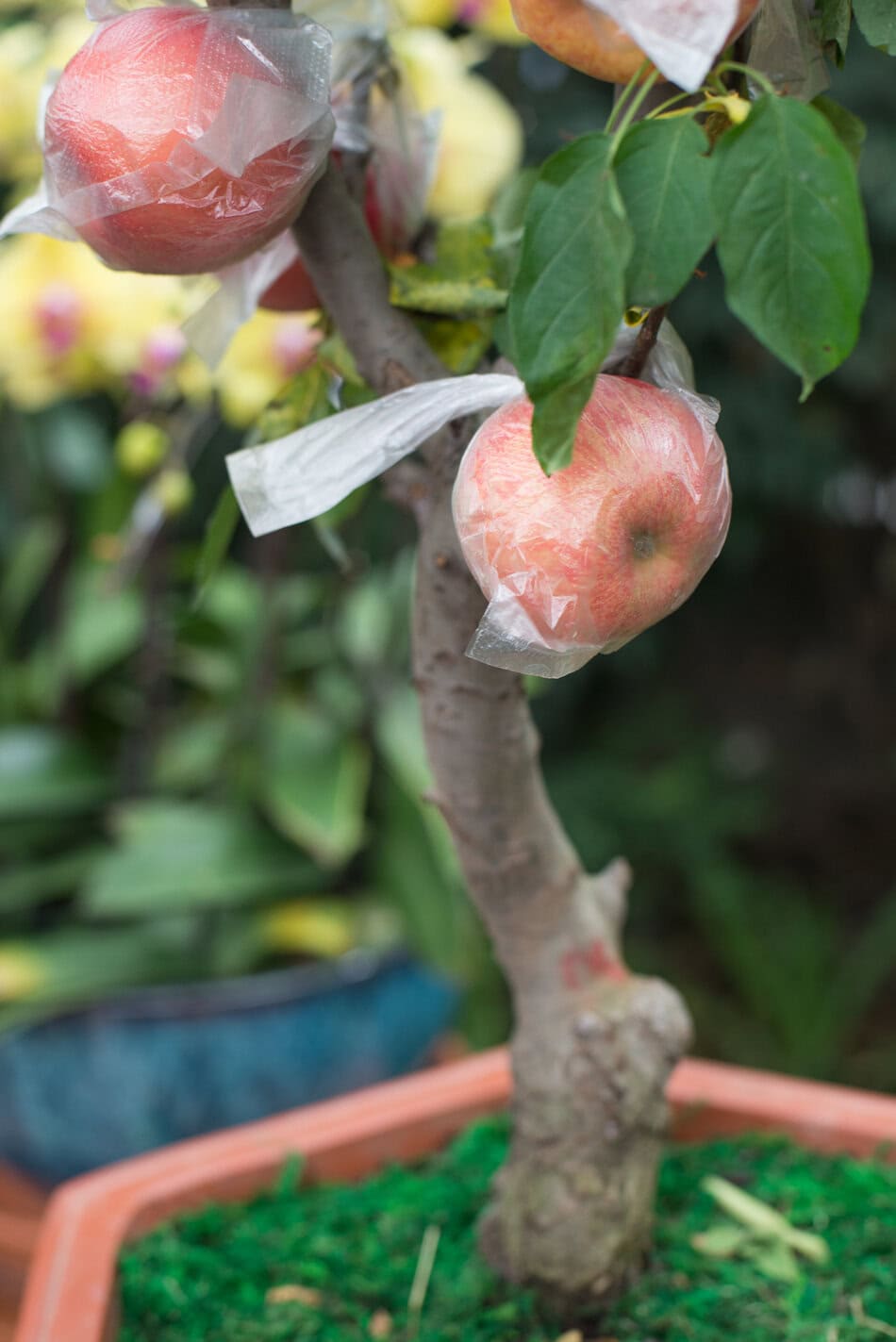 potted apple tree