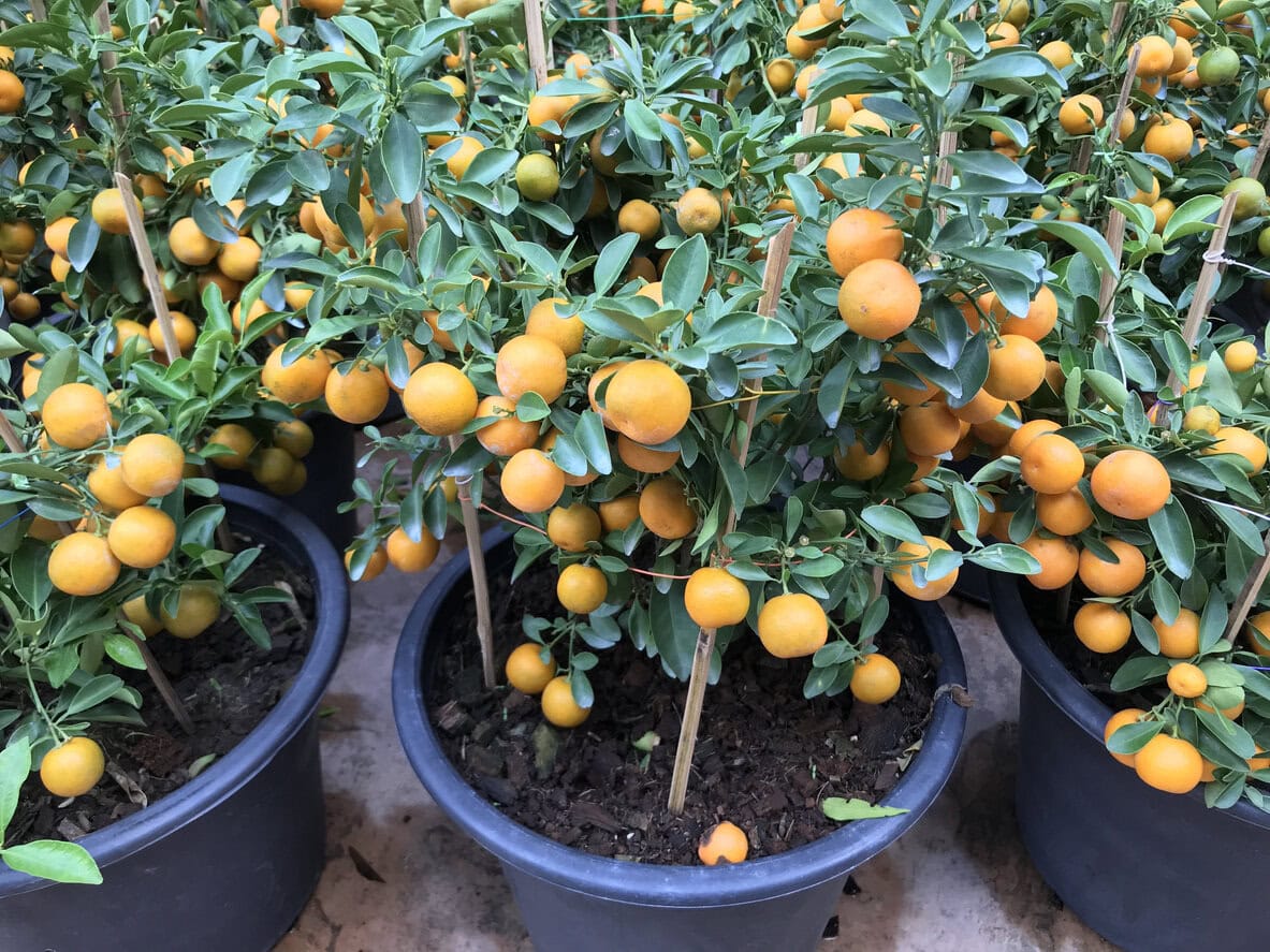 Calamondin Orange Tree