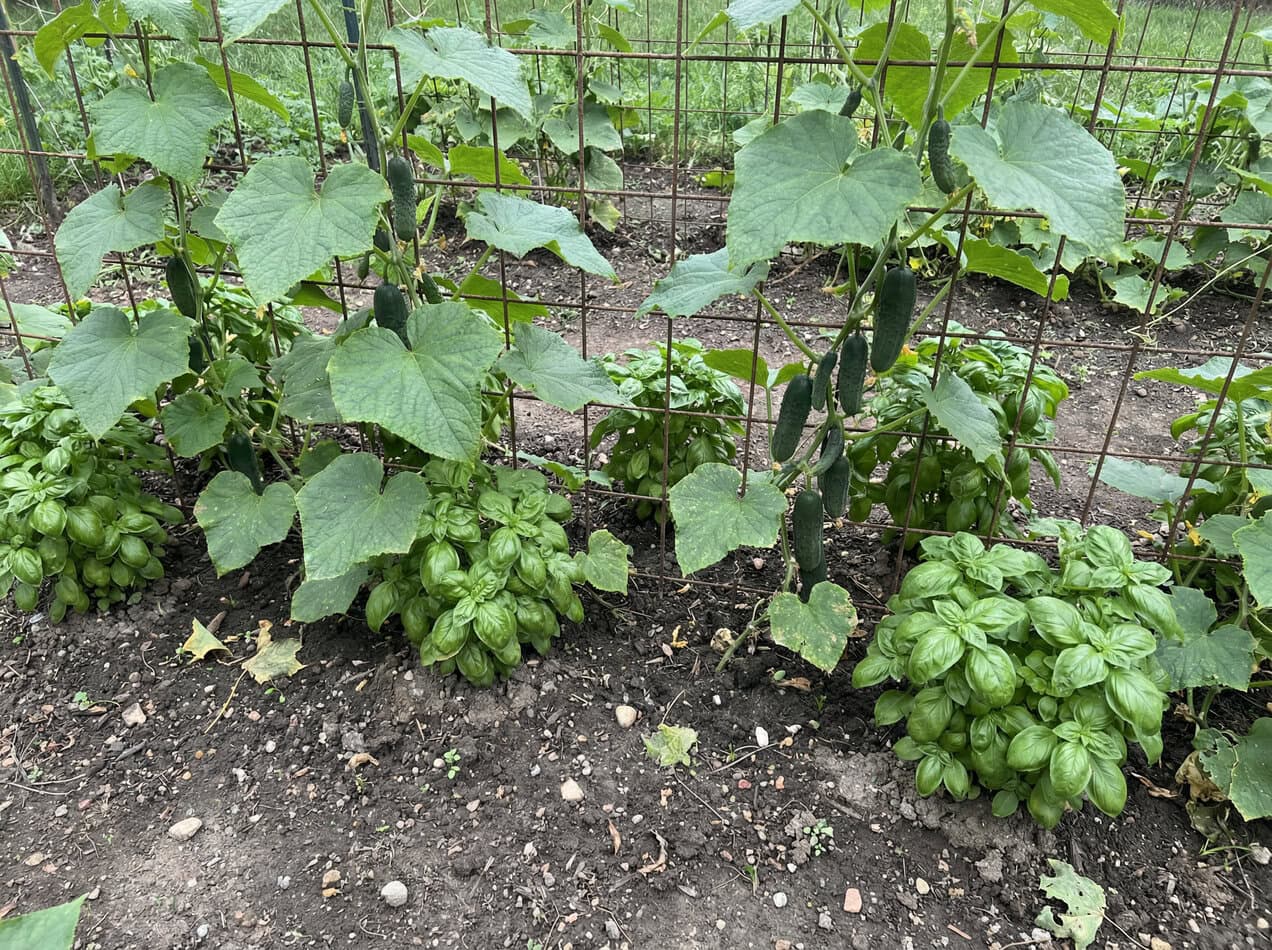 Cucumbers and Basil