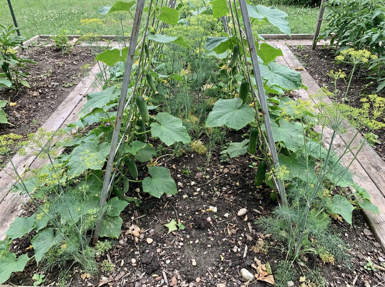 Cucumbers and Dill