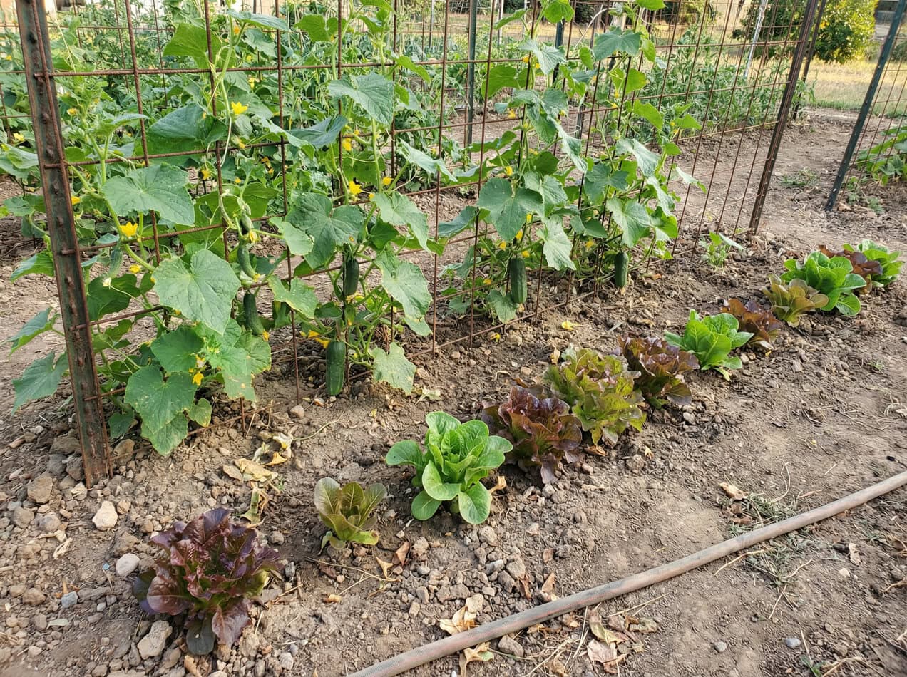 Cucumbers and Lettuce