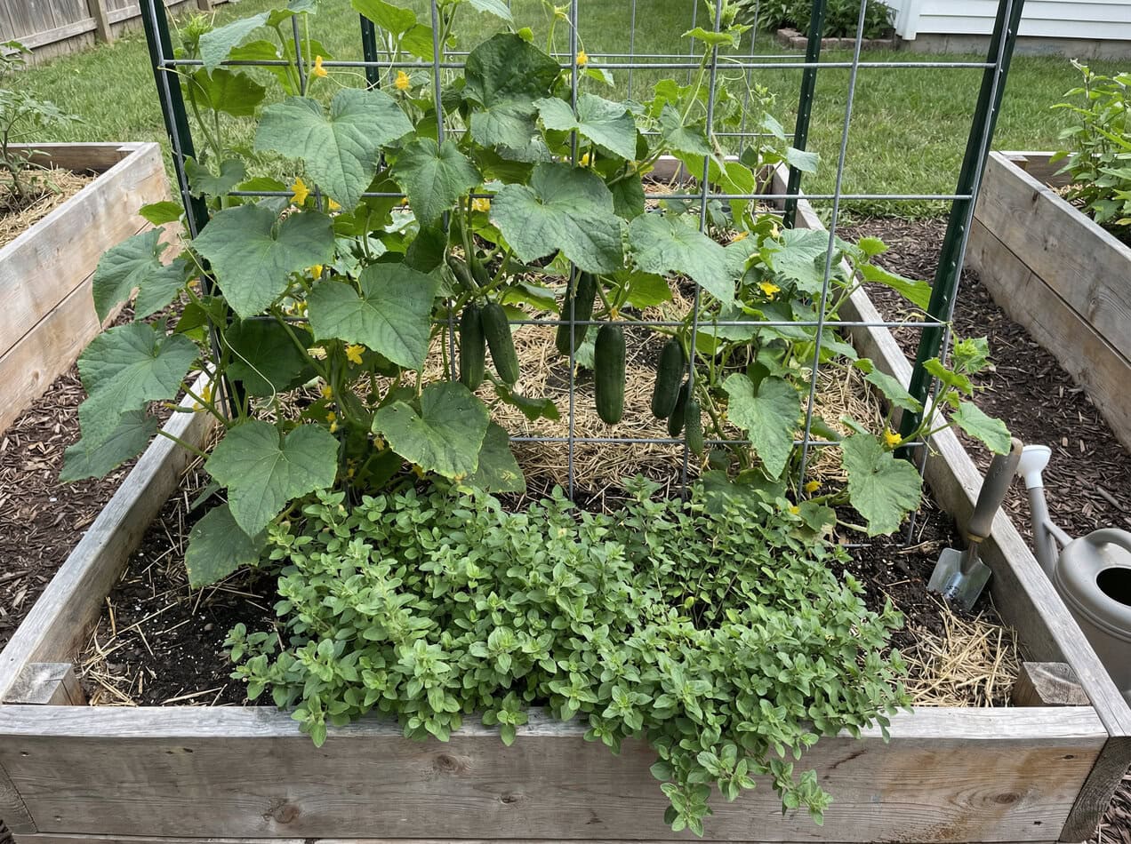 Cucumbers and Oregano