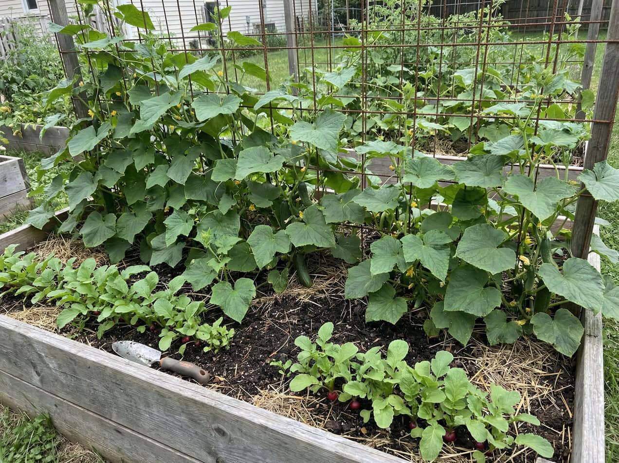 Cucumbers and Radishes