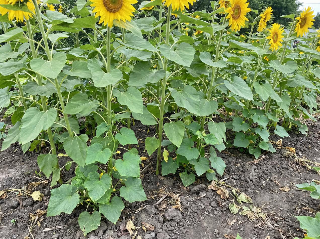 Cucumbers and Sunflowers