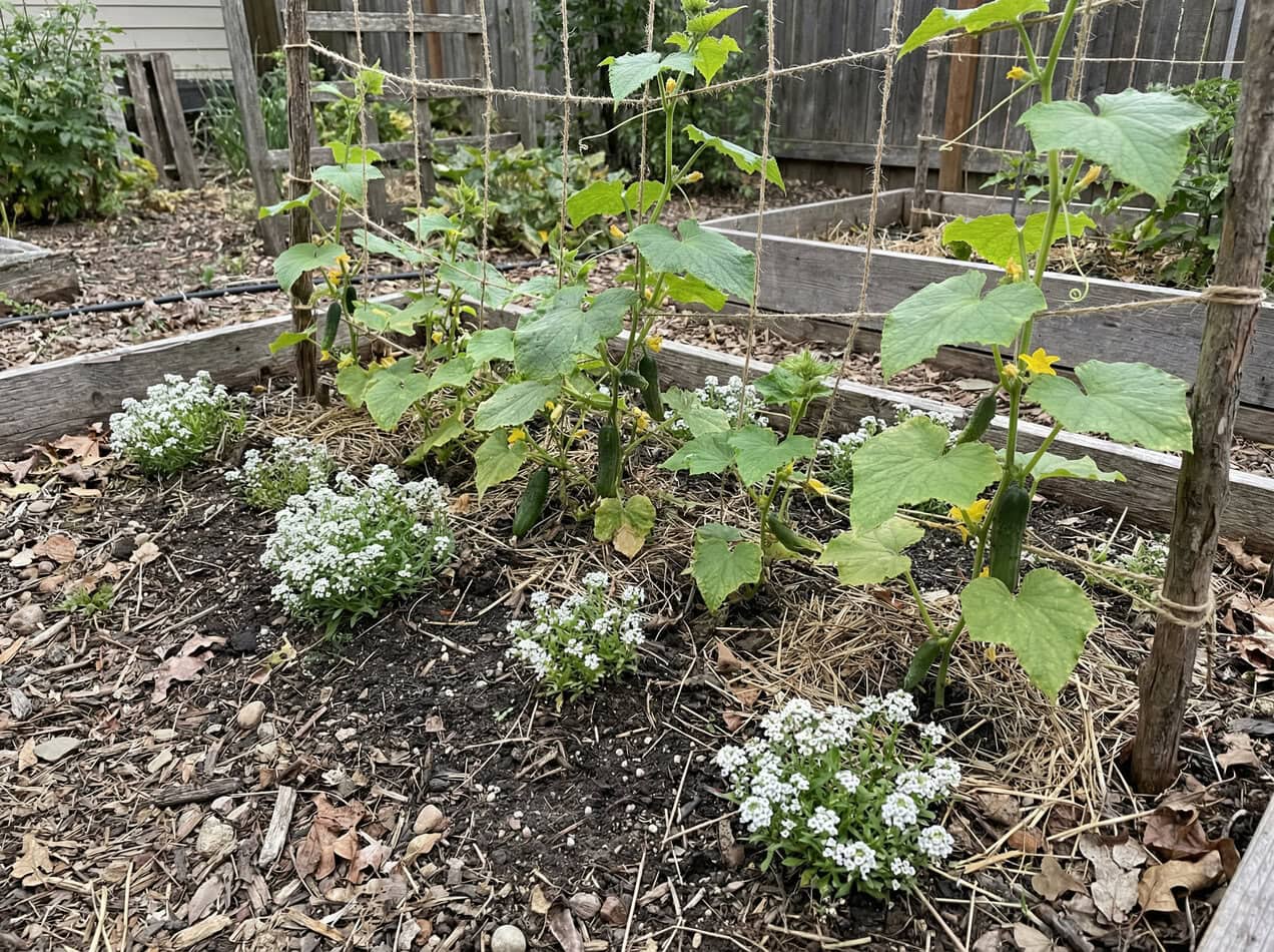 Cucumbers and Sweet Alyssum