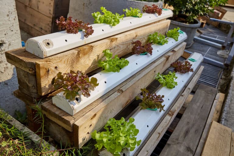 10 Fruits and Vegetables You Can Easily Grow In Rain Gutters
