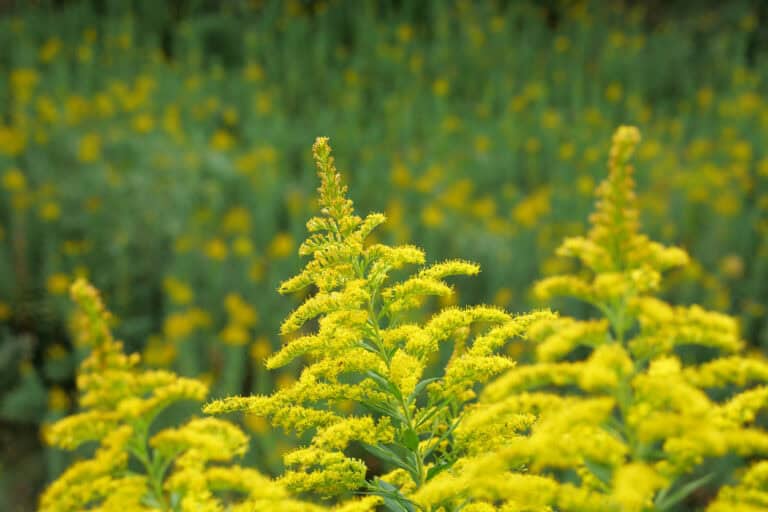 11 Plants That Will Attract Dragonflies To Your Garden This Spring