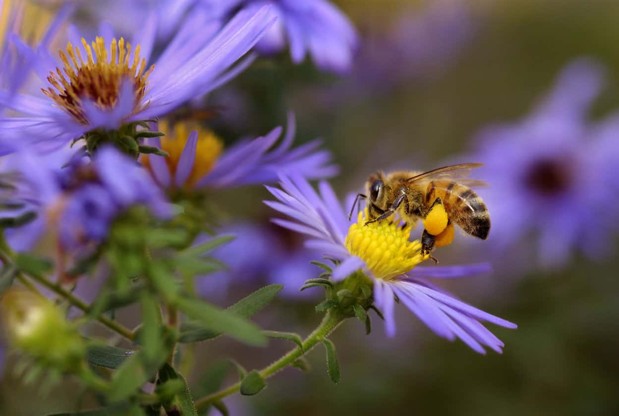 11 Best Flowers To Attract Bees To Your Garden