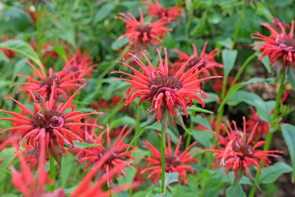 11 Plants That Will Attract Dragonflies To Your Garden This Spring