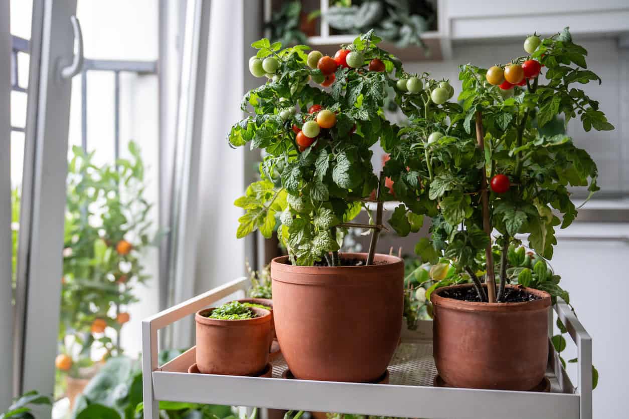 Container Sizes and What To Grow In Them: Your Guide To Thriving Plants!