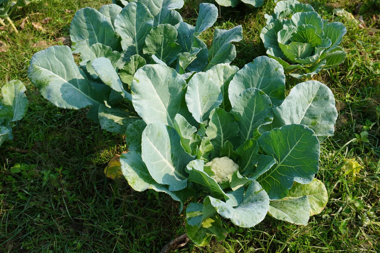 Cauliflower