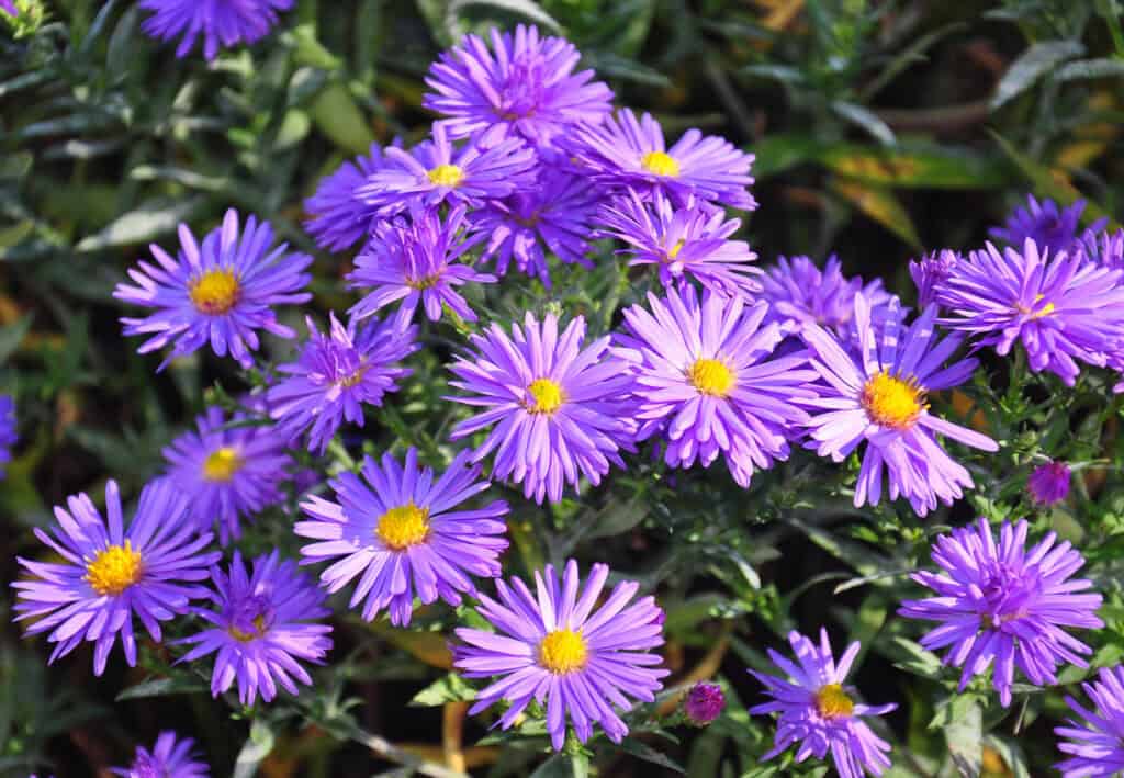 Spring Flower Maintenance Guide: What To Cut Back & What To Leave Alone