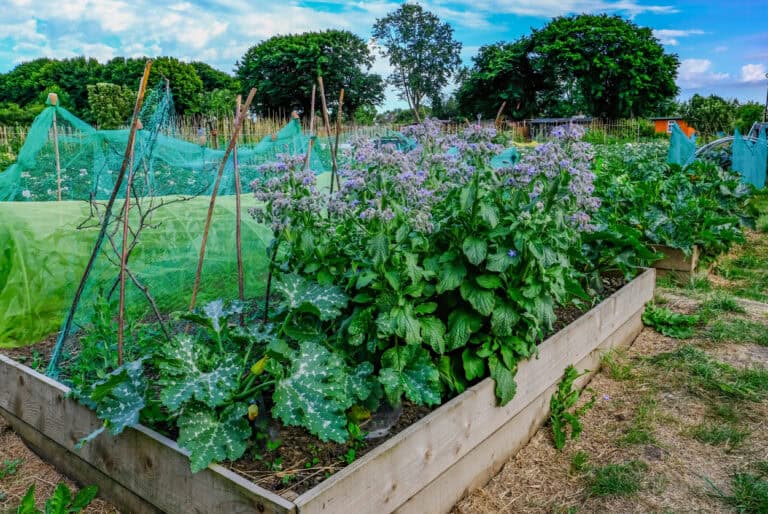 11 Plants That Practically Fertilize The Soil For You