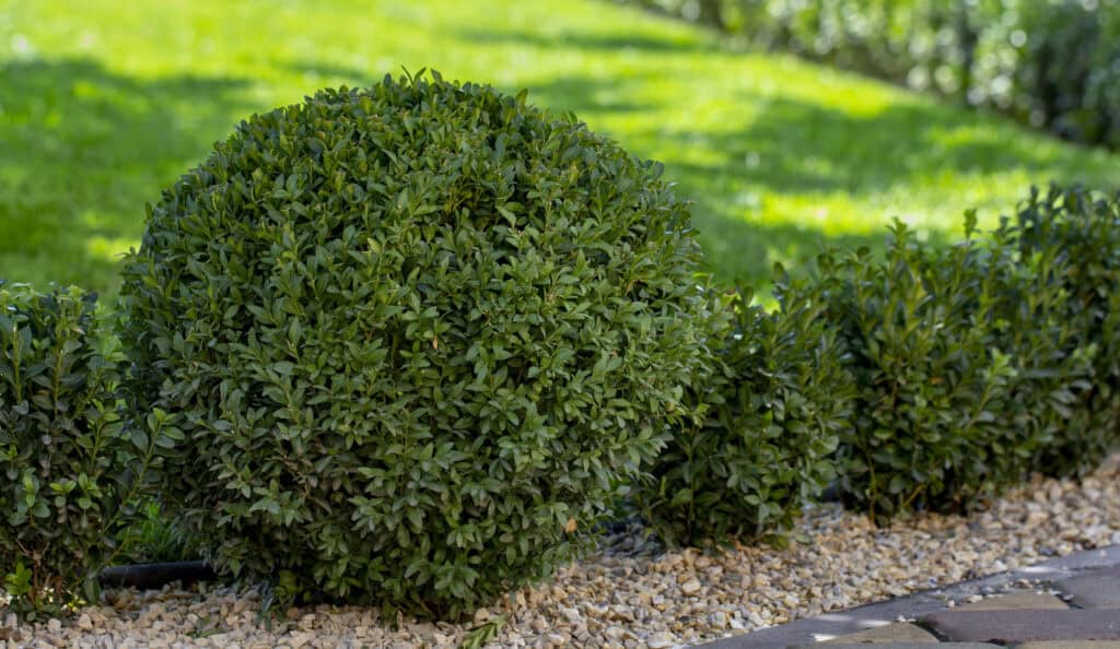 Spring Pruning Guide: What To Cut Back and What To Leave