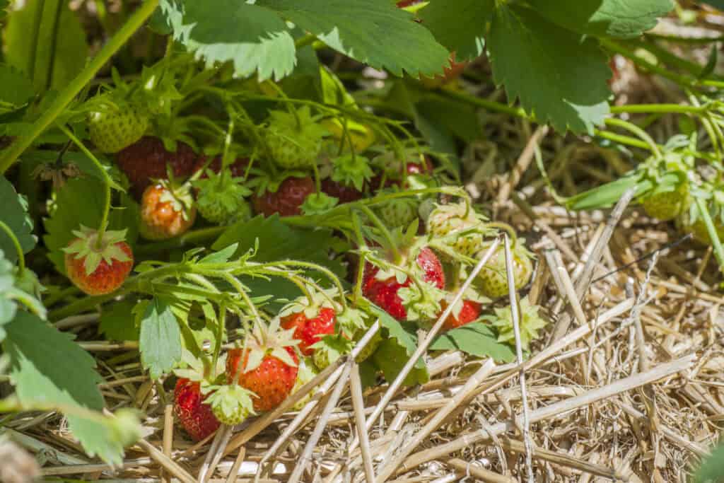 12 Pro Tips For Growing Big, Juicy Strawberries At Home