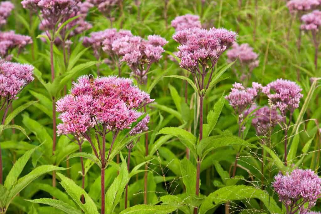 11 Plants That Will Attract Dragonflies To Your Garden This Spring