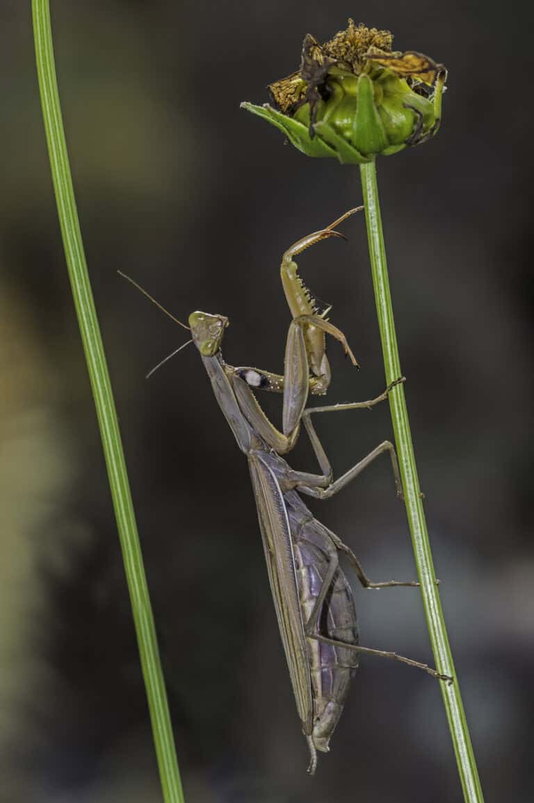 9 Beneficial Insects You Want In Your Garden This Spring
