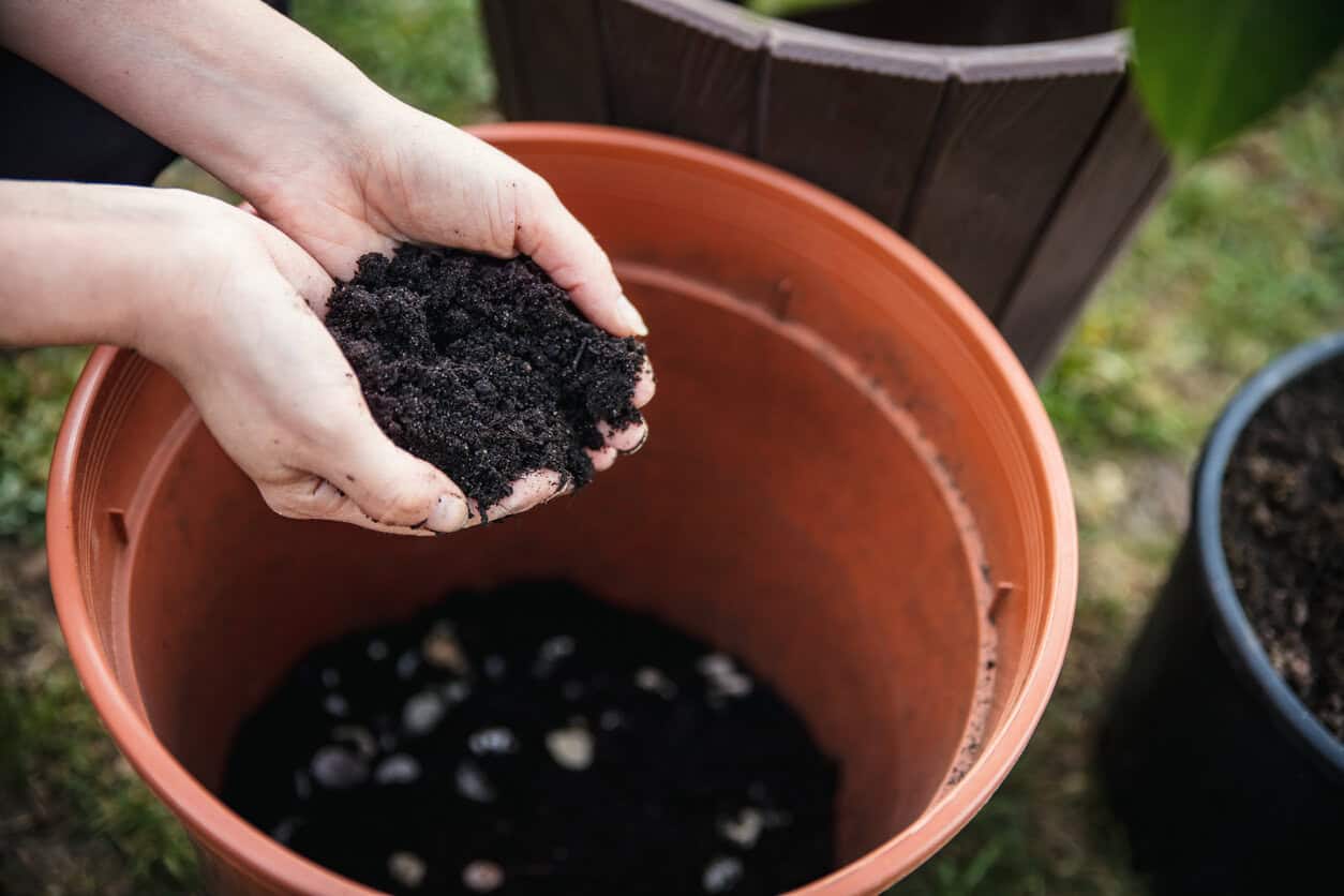 putting compost soil on pot