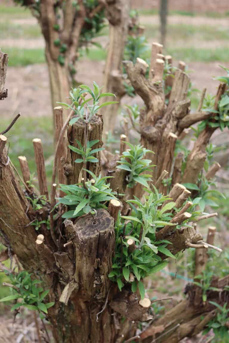 14 Plants to Prune in March for Gorgeous Growth