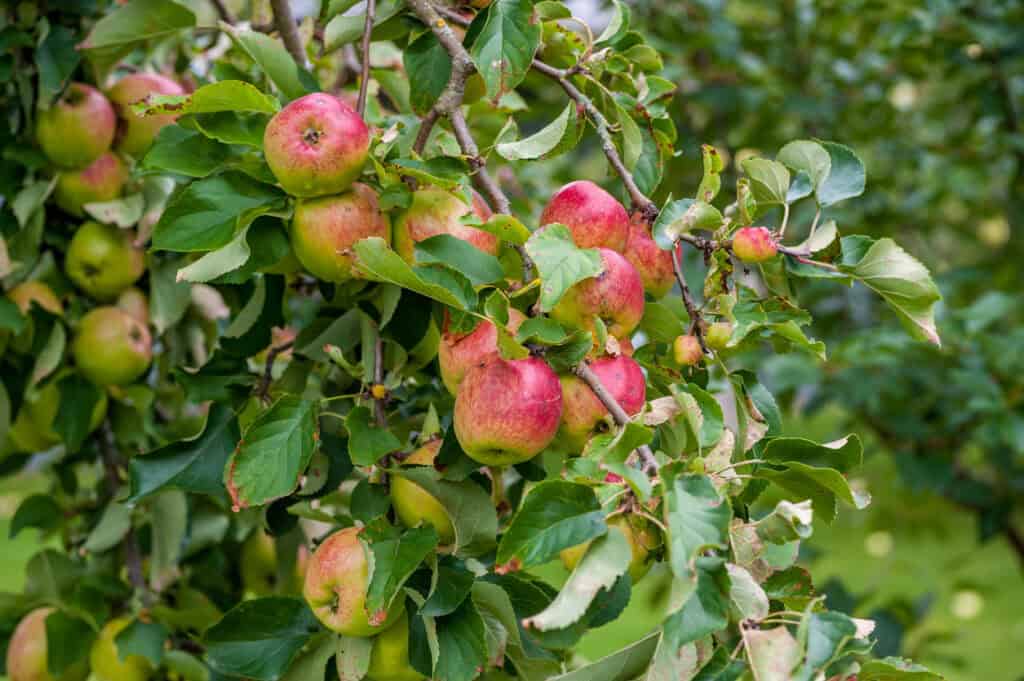 Spring Pruning Guide: What To Cut Back and What To Leave
