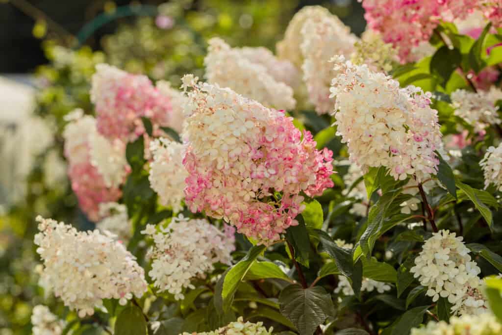 Spring Pruning Guide: What To Cut Back and What To Leave
