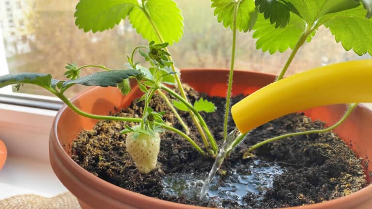 12 Pro Tips For Growing Big, Juicy Strawberries At Home