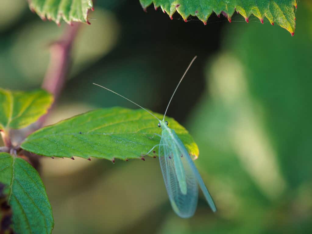 Other Spring Insects 9 Beneficial Insects You Want In Your Garden This Spring