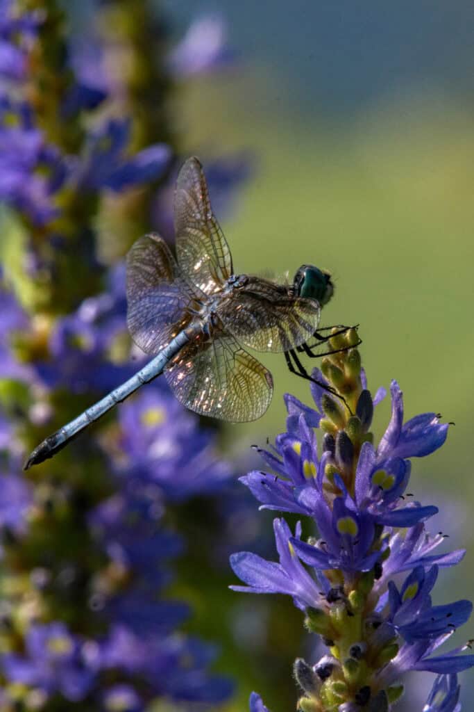 11 Plants That Will Attract Dragonflies To Your Garden This Spring