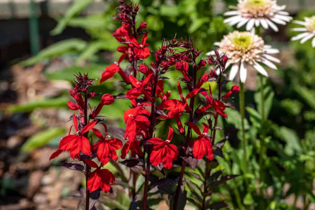 11 Plants That Will Attract Dragonflies To Your Garden This Spring