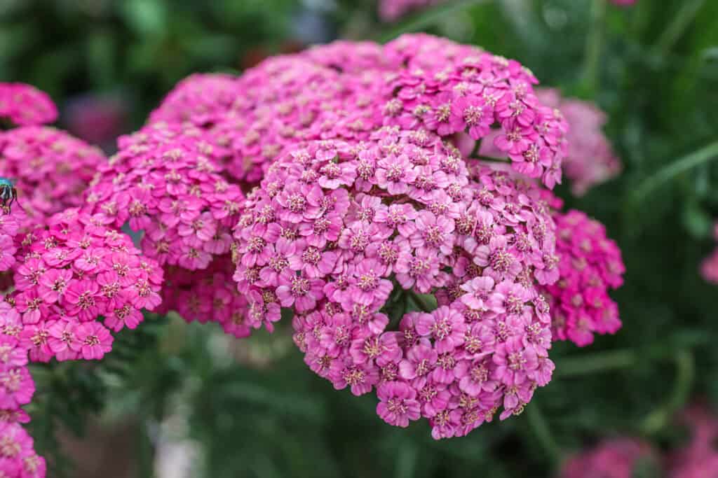 11 Plants That Will Attract Dragonflies To Your Garden This Spring