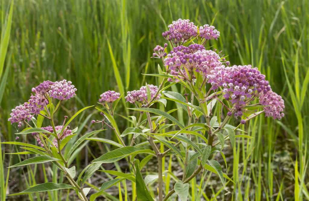 11 Plants That Will Attract Dragonflies To Your Garden This Spring